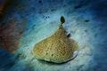  Zitterrochen auch Torpedorochen (Torpedinidae - Black spotted Torpedo Ray) Rotes Meer, �gypten